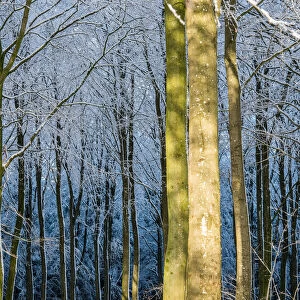 Winter Light in the Forest. Creator: Dorte Verner