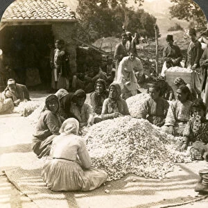 Women sorting large piles of silk cocoons, Antioch, Syria, 1900s. Artist: Underwood & Underwood