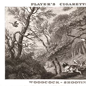 Woodcock-Shooting, (1924). Creator: Unknown