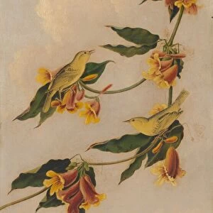 Yellow Warbler, 1830-1833. Creator: Joseph Bartholomew Kidd