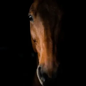 Print of Zeus, a Kings Troop military horse in his stable Print of Zeus, a Kings Troop military horse in his stable