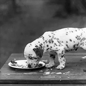 Dalmatian / Puppy Eating