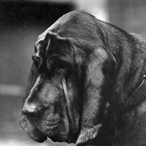 Fall / Bloodhound / 1927