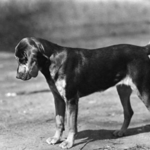 Fall / Bloodhound / 1947