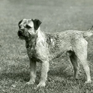 Fall / Border Terrier / 1958