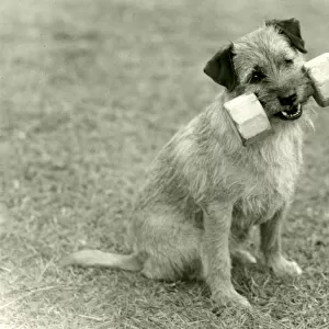 Fall / Border Terrier / 1960