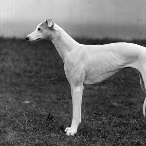 Fall / Greyhound / 1935
