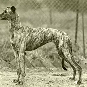 Fall / Greyhound / 1947