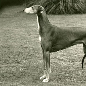 Fall / Greyhound / 1977