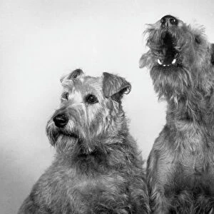 Terrier Framed Print Collection: Irish Terrier