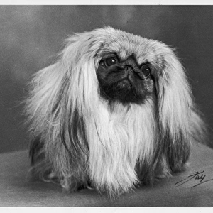 Toy Framed Print Collection: Pekingese