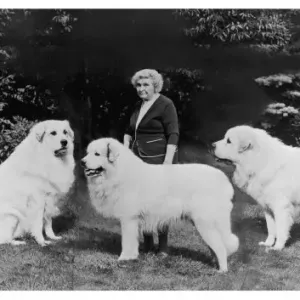Fall Pyrenean Mountain Madame J. Harper Trois Fontaine Print with Dogs Fall Pyrenean Mountain Madame J. Harper Trois Fontaine Print with Dogs