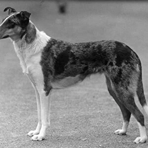 Fall / Smooth Collie / 1936