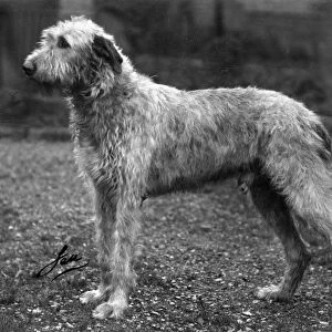 Fall / Wolfhound / 1938
