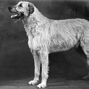 Fall / Wolfhound / 1952