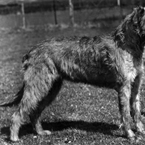 Fall / Wolfhound / 1957