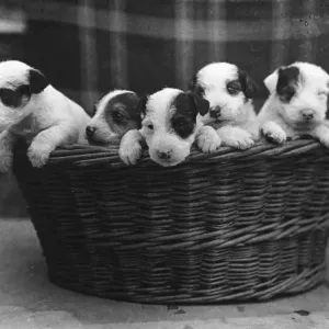 Wire Haired Terrier Pups Print Wire Haired Terrier Pups Print