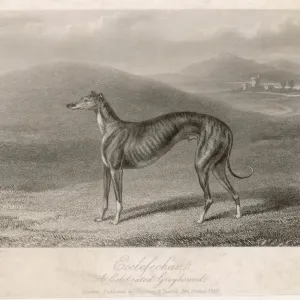 Greyhound Ecclefechan Print Greyhound Ecclefechan Print