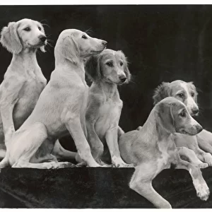 Five Saluki puppies