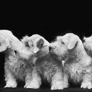 Sealyham Puppies / 1936