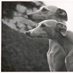 Whippet Heads 1954