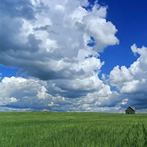 Abandoned Farm In Wheat Field With Cumulonimbus Clouds In The Sky, Near Kisbey, Saskatchewan