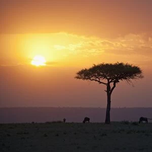 Acacia Trees At Sunset, Mara River, Msai Mara, Kenya, Africa