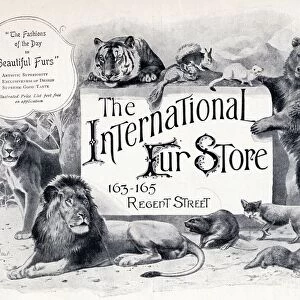 Advertisement For The International Fur Store From The Connoisseur A Magazine For Collectors Printed November 1902