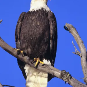 Alaska, Haines Bald Eagle Reserve, Bald Eagle (Haliaeetus Leucocephalus) Perched On A Branch