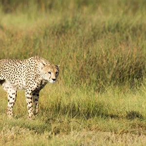 Alert Cheetah (Acinonyx Jubatus) Stalking Through Open Grassland Near Ndutu, Ngorongoro Crater Conservation Area; Tanzania