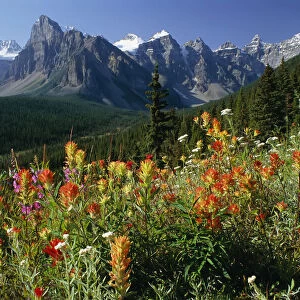 Alpine Flowers and The Ten Peaks Banff National Park Alberta, Canada