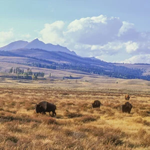 American bison grazing at Swan Lake Flats in Fall, Electric Peak in background, YNP, Wyoming, USA