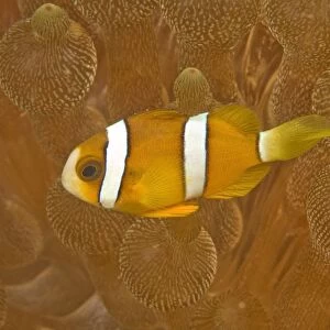 Anemonefish, Sea Anemone, Puerto Galera, Philippines, Asia, Europe