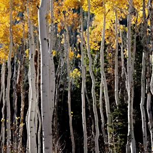 Aspen trees show their fall colours