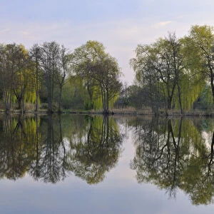 Babylon Willows and Lake, Aschaffenburg, Franconia, Bavaria, Germany