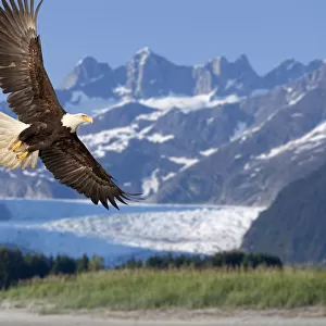 Bald Eagle In Flight With Mendenhall Glacier In Background Tongass National Forest Inside Passage Southeast Alaska Summer Composite