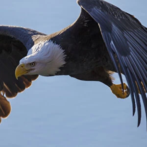 Bald eagle (haliaeetus leucocephalus) in flight; Alaska united states of america