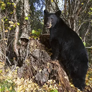 Black Bear (Ursus Americanus) Standing Against A Tree Stump, South-Central Alaska; Alaska, United States Of America
