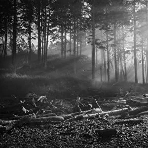 Black and white image of morning sun rays through the morning fog in the Olympic National Park on the Washington Coast; Kalaloch, Washington, United States of America