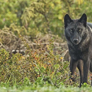 Black Wolf (Canis Lupus) Along The Coast Of Hudson Bay; Manitoba, Canada