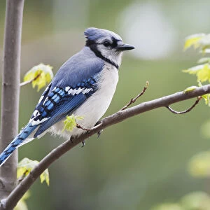 Blue Jay (Cyanocitta Cristata) Perched On Budding Maple Tree In Springtime; Ontario Canada