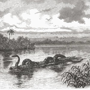 A Boa Floating On A Log On The Rio Verde, Colombia. From El Mundo En La Mano Published 1875