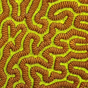 Brain coral, Yap, Micronesia