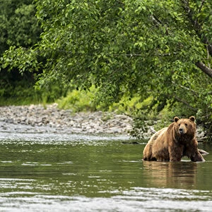 Brown bear hunting for salmon, Alaska, USA