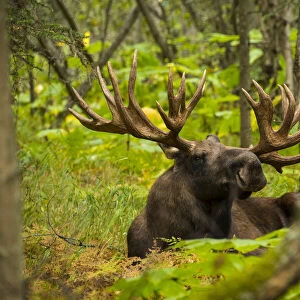 Bull Moose In Rut