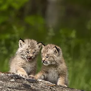 Two Canada Lynx (Lynx Canadensis) Kittens Playing On A Log; Canmore, Alberta, Canada