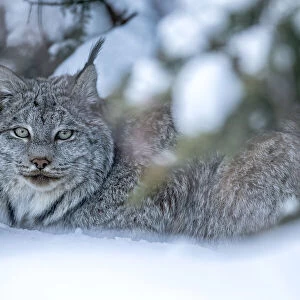 Canadian lynx in the wintry forest, Yukon