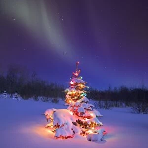 Christmas Tree Glowing Under The Northern Lights