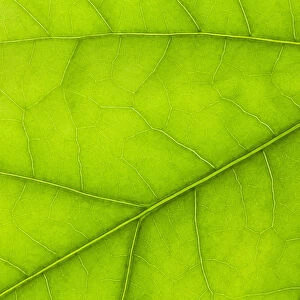 Close Up Details Of A Green Leaf; Thunder Bay, Ontario, Canada