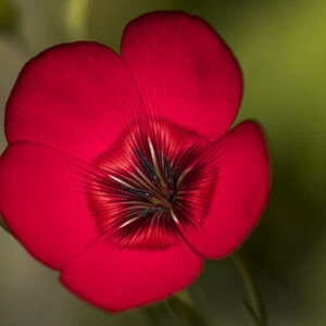 Close-up of Crimson Flax flower